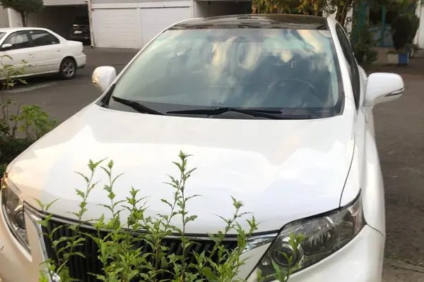 لکسوس، RX